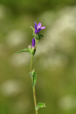 BUITEN BEELD Foto: 439383