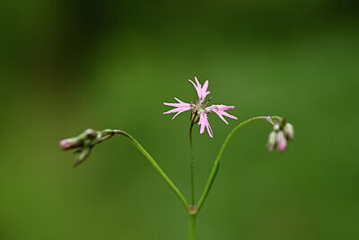 BUITEN BEELD Foto: 439393