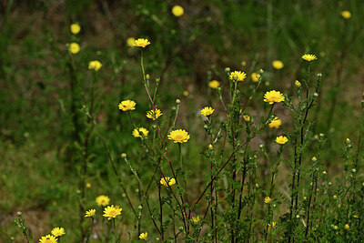 BUITEN BEELD Foto: 439395