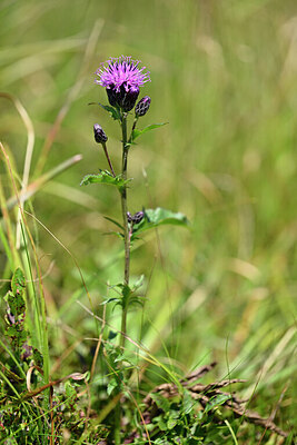 BUITEN BEELD Foto: 439398