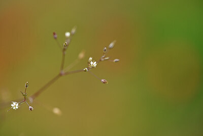 BUITEN BEELD Foto: 439406