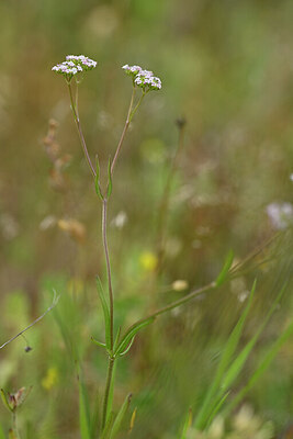 BUITEN BEELD Foto: 439415
