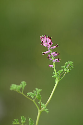 BUITEN BEELD Foto: 439421