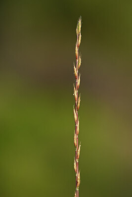 BUITEN BEELD Foto: 439423