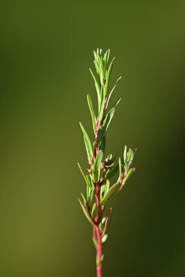BUITEN BEELD Foto: 439424