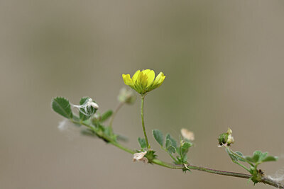 BUITEN BEELD Foto: 439425