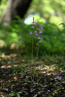 BUITEN BEELD Foto: 439427