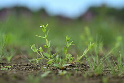BUITEN BEELD Foto: 439432
