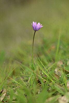 BUITEN BEELD Foto: 439436