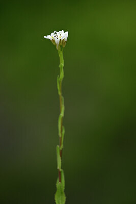 BUITEN BEELD Foto: 439437
