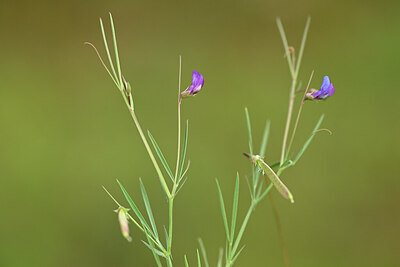 BUITEN BEELD Foto: 439438