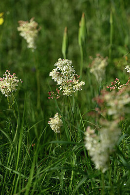 BUITEN BEELD Foto: 439440