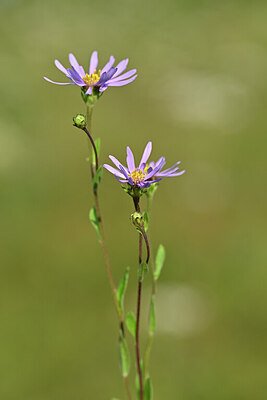 BUITEN BEELD Foto: 439441