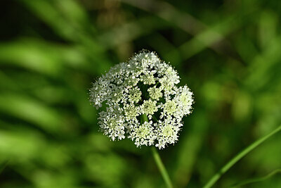 BUITEN BEELD Foto: 439444