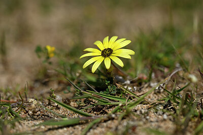 BUITEN BEELD Foto: 439446