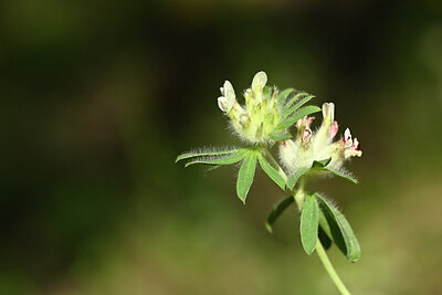 BUITEN BEELD Foto: 439449
