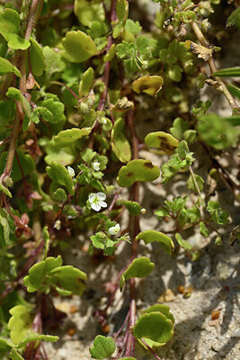 BUITEN BEELD Foto: 439451