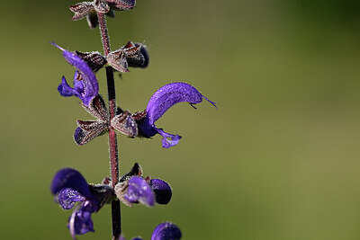 BUITEN BEELD Foto: 439452