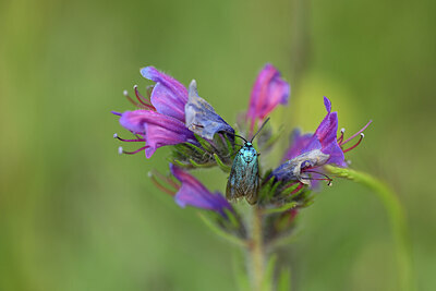 BUITEN BEELD Foto: 439455