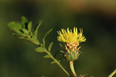 BUITEN BEELD Foto: 439457