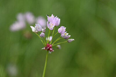 BUITEN BEELD Foto: 439463