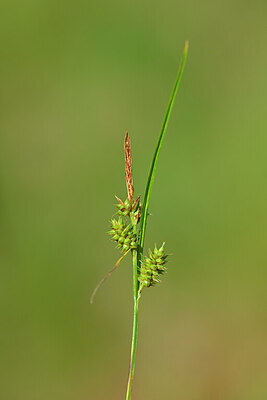 BUITEN BEELD Foto: 439465