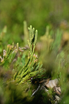 BUITEN BEELD Foto: 439467
