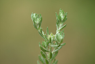 BUITEN BEELD Foto: 439472