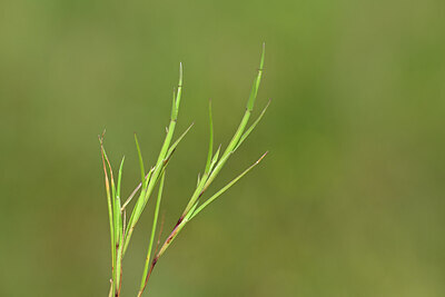 BUITEN BEELD Foto: 439476