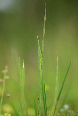 BUITEN BEELD Foto: 439478