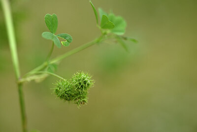BUITEN BEELD Foto: 439481