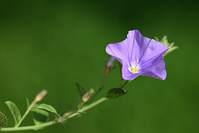 BUITEN BEELD Foto: 439484