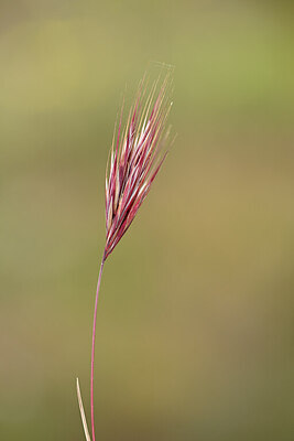 BUITEN BEELD Foto: 439485