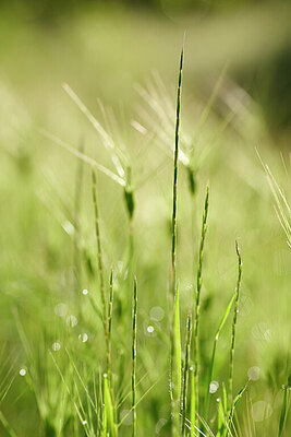 BUITEN BEELD Foto: 439496