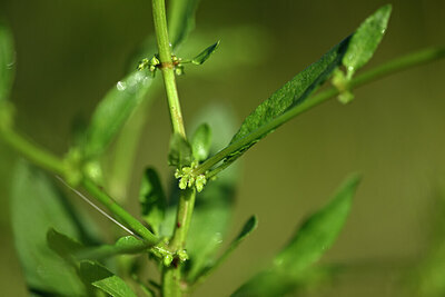 BUITEN BEELD Foto: 439502