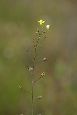BUITEN BEELD Foto: 439505