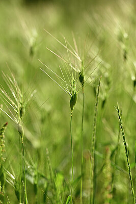 BUITEN BEELD Foto: 439511