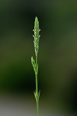BUITEN BEELD Foto: 439523