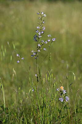 BUITEN BEELD Foto: 439526