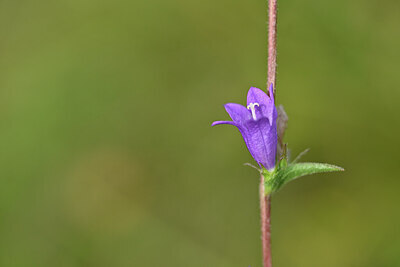 BUITEN BEELD Foto: 439530
