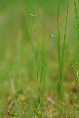 BUITEN BEELD Foto: 439532