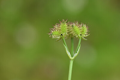 BUITEN BEELD Foto: 439536