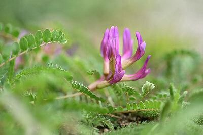 BUITEN BEELD Foto: 439537