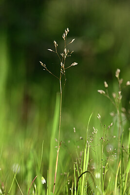 BUITEN BEELD Foto: 439539