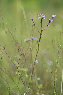 BUITEN BEELD Foto: 439540