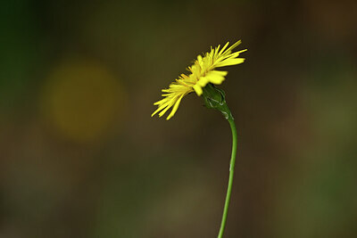 BUITEN BEELD Foto: 439549