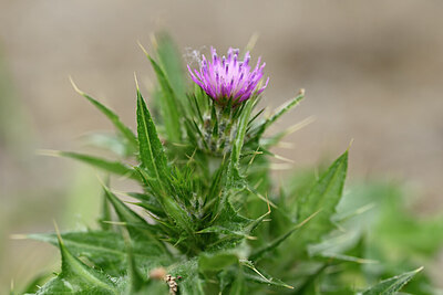 BUITEN BEELD Foto: 439550