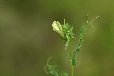 BUITEN BEELD Foto: 439551