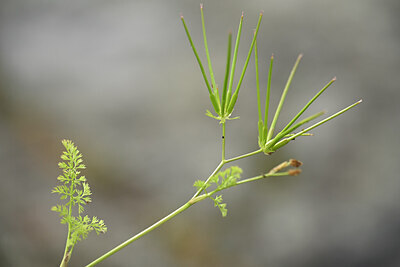 BUITEN BEELD Foto: 439552