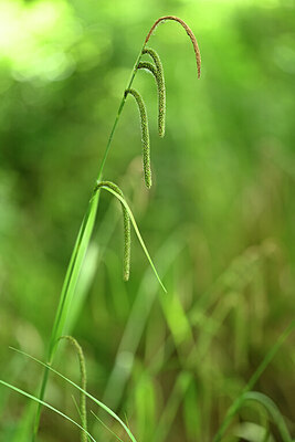 BUITEN BEELD Foto: 439554